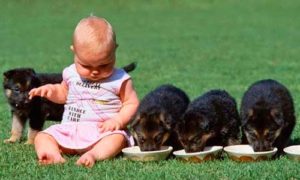 IL NOSTRO CERVELLO COME DISTINGUE CANI E FIGLI