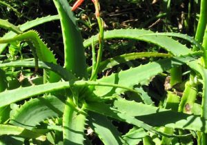 CANCER, NEW ALTERNATIVE THERAPY