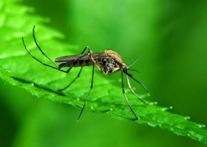 Il Dna manda segnali alle zanzare