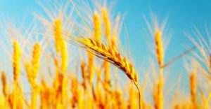 Il Dott.Del Buono risponde alle critiche al video del Dott.D’Orta.