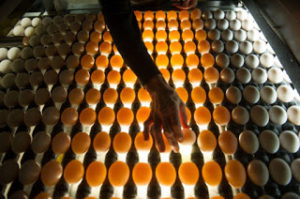 Le uova medicinali dei polli transgenici